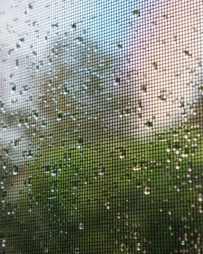 Raindrops on a mosquito net on a rainy day; green trees in the background; California