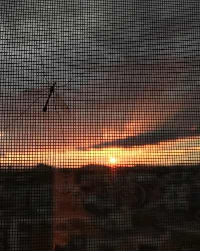 Sunset || Cloudy sky || Mosquito || Mosquitoes || Sunrise || Golden hour || Beautiful || Net